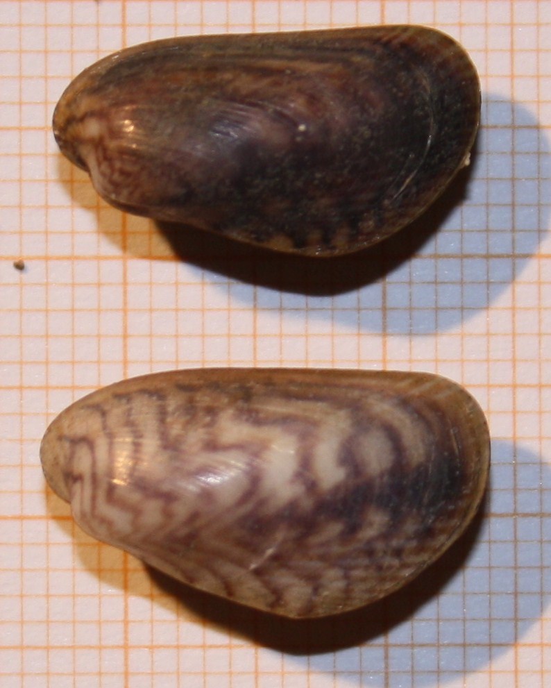 molluschi d''acqua salmastra: Musculista senhousia?